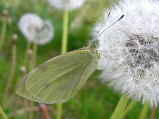 Yalanc Beyazmelek (Pieris pseudorapae)