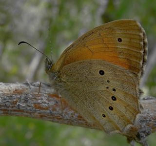 Kaya Esmeri (Kirinia clymene)