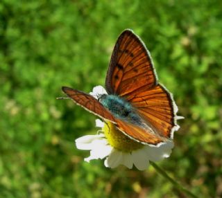 Byk Mor Bakr Gzeli (Lycaena alciphron)