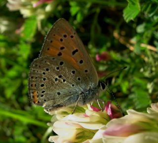 Byk Mor Bakr Gzeli (Lycaena alciphron)