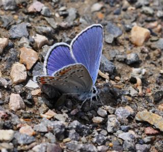 Anadolu Esmergz (Plebejus modicus)