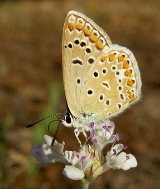 okgzl Mavi (Polyommatus icarus)