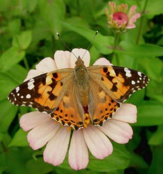 Diken Kelebei (Vanessa cardui)