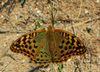 Bahadr (Argynnis pandora)