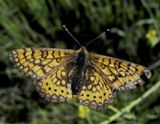 Nazuum (Euphydryas aurinia)