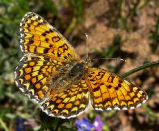 Benekli Byk parhan (Melitaea phoebe)