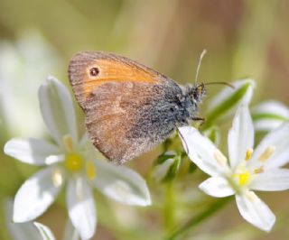 Kk Zpzp Perisi (Coenonympha pamphilus)