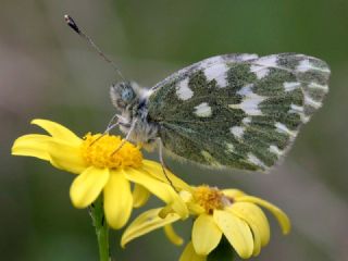 Yeni Beneklimelek (Pontia edusa)