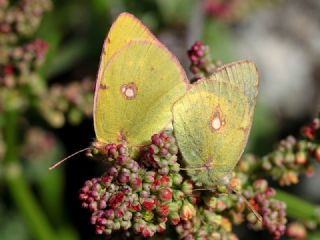 Sar Azamet (Colias croceus)