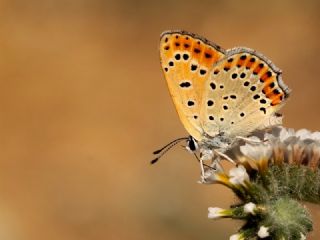 Kk Ate Gzeli (Lycaena thersamon)