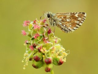 Ege Zpzp (Pyrgus melotis)