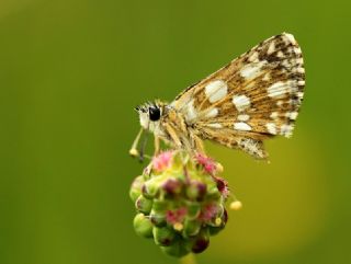 Kzl Zpzp (Spialia orbifer)