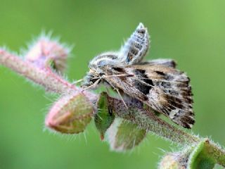 Hatmi Zpzp (Carcharodus alceae)