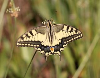 Krlangkuyruk (Papilio machaon)