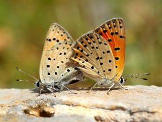 Alev Ategzeli (Lycaena kefersteinii)