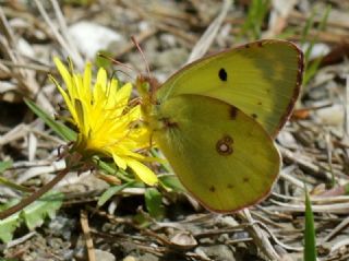 Gzel Azamet (Colias alfacariensis)