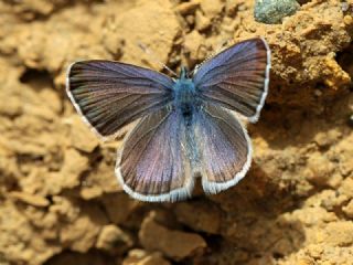 Anadolu Karagz Mavisi (Glaucopsyche astraea)