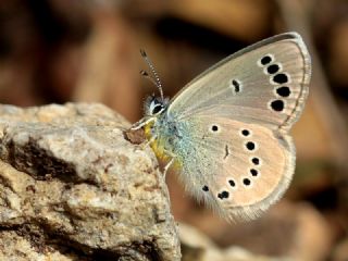 Anadolu Karagz Mavisi (Glaucopsyche astraea)