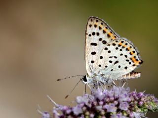 sli Bakr Gzeli (Lycaena tityrus)