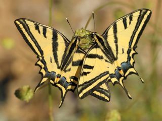 Kaplan Krlangkuyruk (Papilio alexanor)