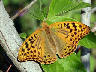 Bahadr (Argynnis pandora)