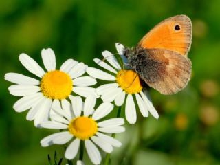 Kk Zpzp Perisi (Coenonympha pamphilus)