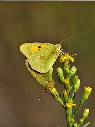 Sar Azamet (Colias croceus)