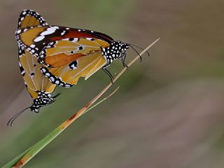 Sultan (Danaus chrysippus)