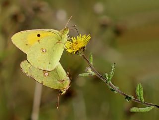 Sar Azamet (Colias croceus)