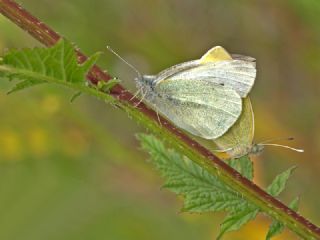 Kk Beyazmelek (Pieris rapae)