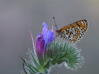 Gzel parhan (Melitaea trivia)