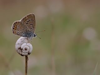 okgzl Mavi (Polyommatus icarus)