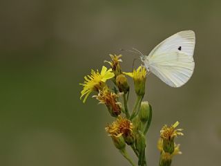 Kk Beyazmelek (Pieris rapae)