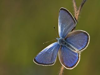 Karagz Mavisi (Glaucopsyche alexis)