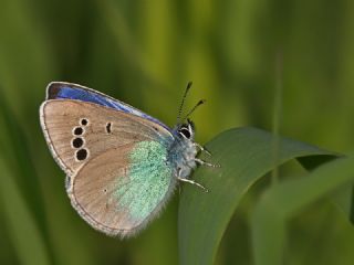 Karagz Mavisi (Glaucopsyche alexis)