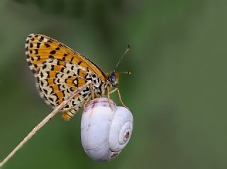 Gzel parhan (Melitaea trivia)