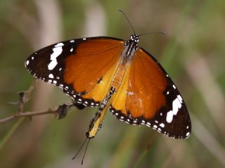 Sultan (Danaus chrysippus)