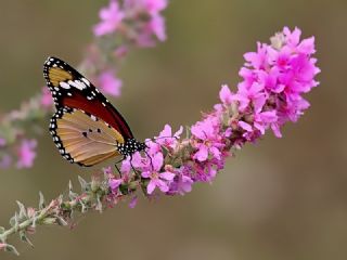 Sultan (Danaus chrysippus)