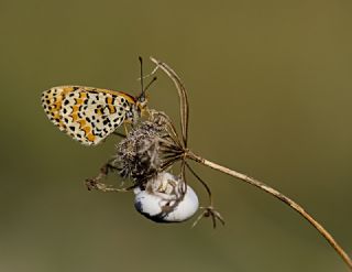 Gzel parhan (Melitaea trivia)