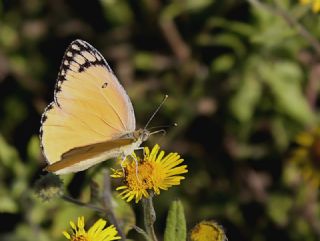 Mezopotamya Kolotisi (Colotis fausta)