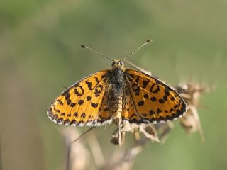 Gzel parhan (Melitaea trivia)