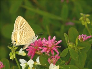 Lampides (Lampides boeticus)