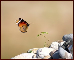 Sultan (Danaus chrysippus)