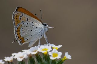 Kk Ate Gzeli (Lycaena thersamon)