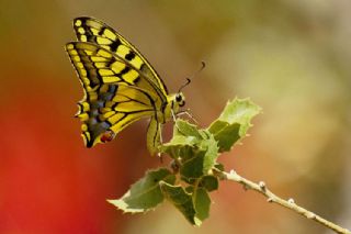 Krlangkuyruk (Papilio machaon)