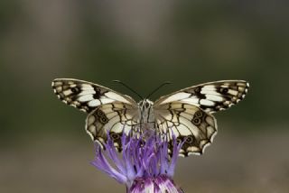 Akdeniz Melikesi (Melanargia titea)