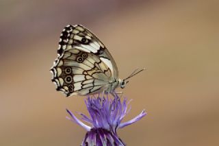 ift Kuyruklu Paa (Charaxes jasius )