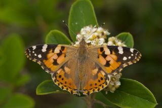 Diken Kelebei (Vanessa cardui)