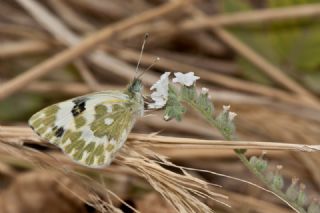 Yeni Beneklimelek (Pontia edusa)