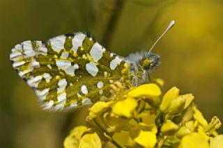 Da Oykls (Euchloe ausonia)